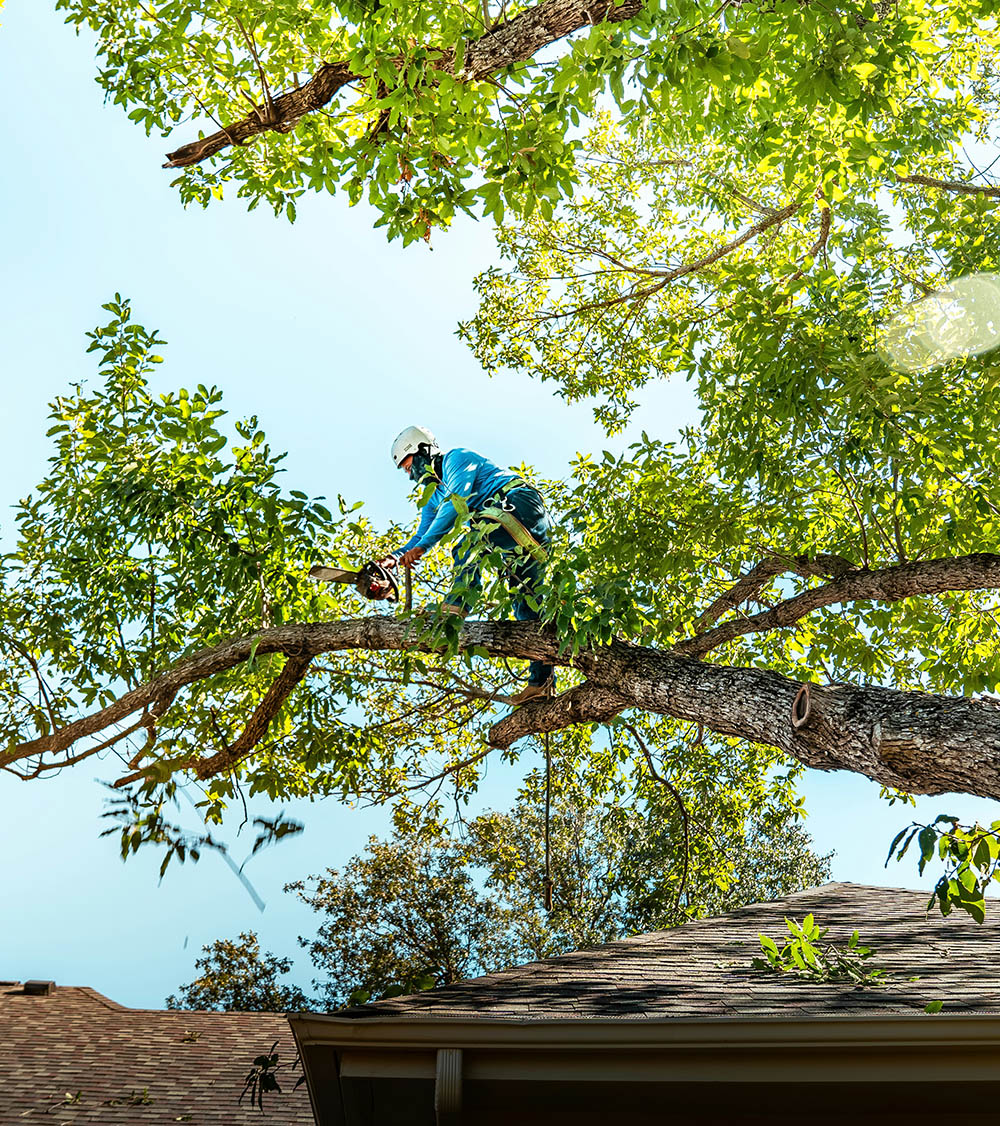 Plymouth tree removal